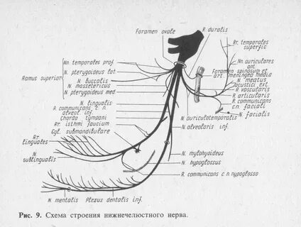 Нижнечелюстной нерв