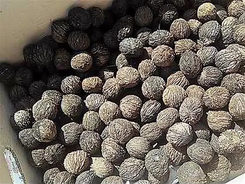 Купить орехи на авито. Семена ореха черного. Машины натуры семена.