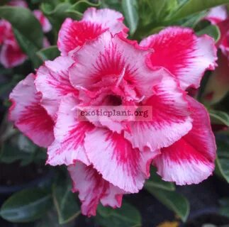 adenium-Rainbow- EXOTIC PLANT Редкие коллекционные растения