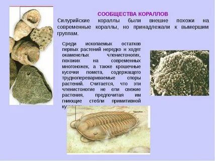 Среди ископаемых