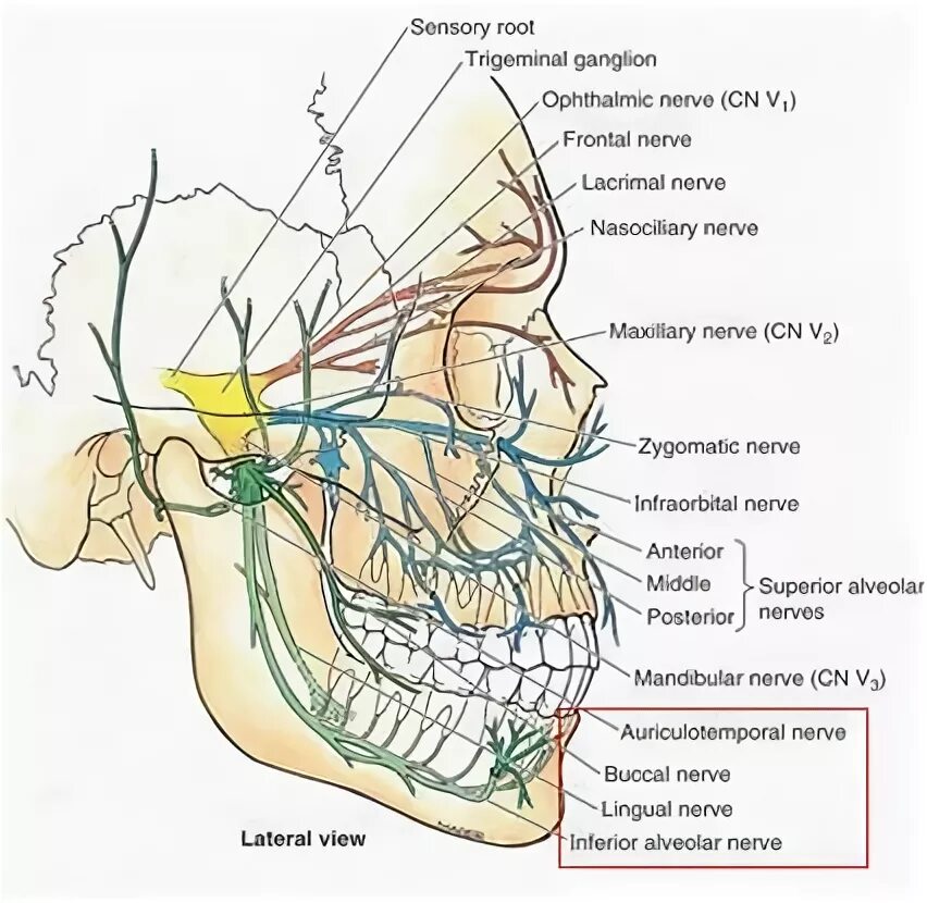 Лицевой нерв челюсти. Тройничный нерв анатомия схема. Ветви тройничного нерва анатомия. Ход тройничного нерва анатомия. Носоресничный нерв анатомия.