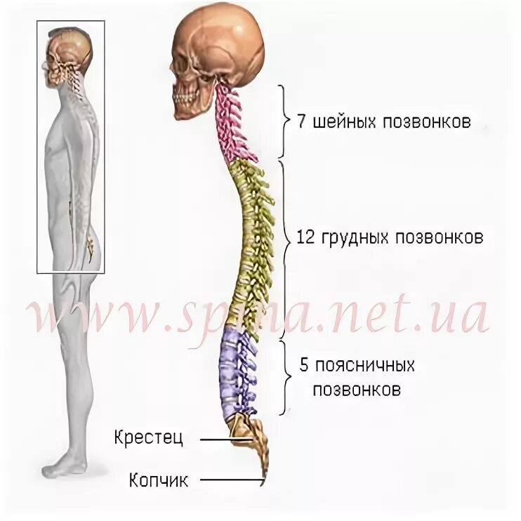 Где находится 6 позвонок шейного и грудного отдела у человека?