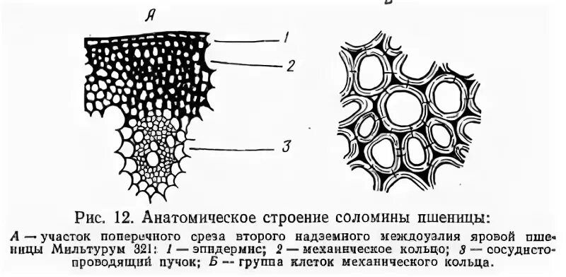 Стебель соломины пшеницы. Поперечный срез стебля соломины. поперечный срез соломины злаков. стебель соломина анатомическое строение. стебель пшеницы соломина.