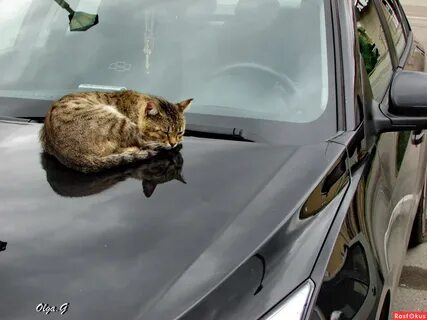 Кот машина фото