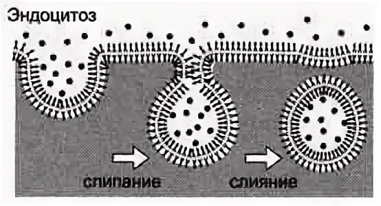 Установить последовательность эндоцитоза. Эндоцитоз и экзоцитоз схема. Экзо и эндоцитоз. Схема эндоцитоза и экзоцитоза.