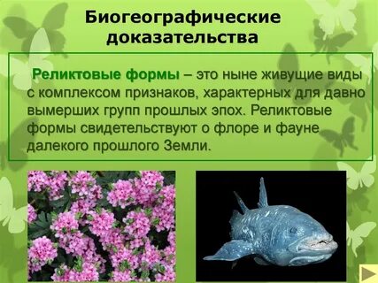 Реликтовые виды