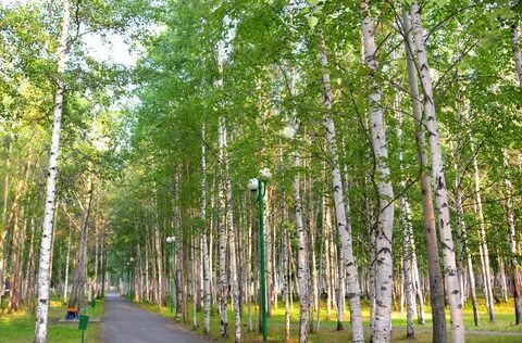 Сколько берез в парке