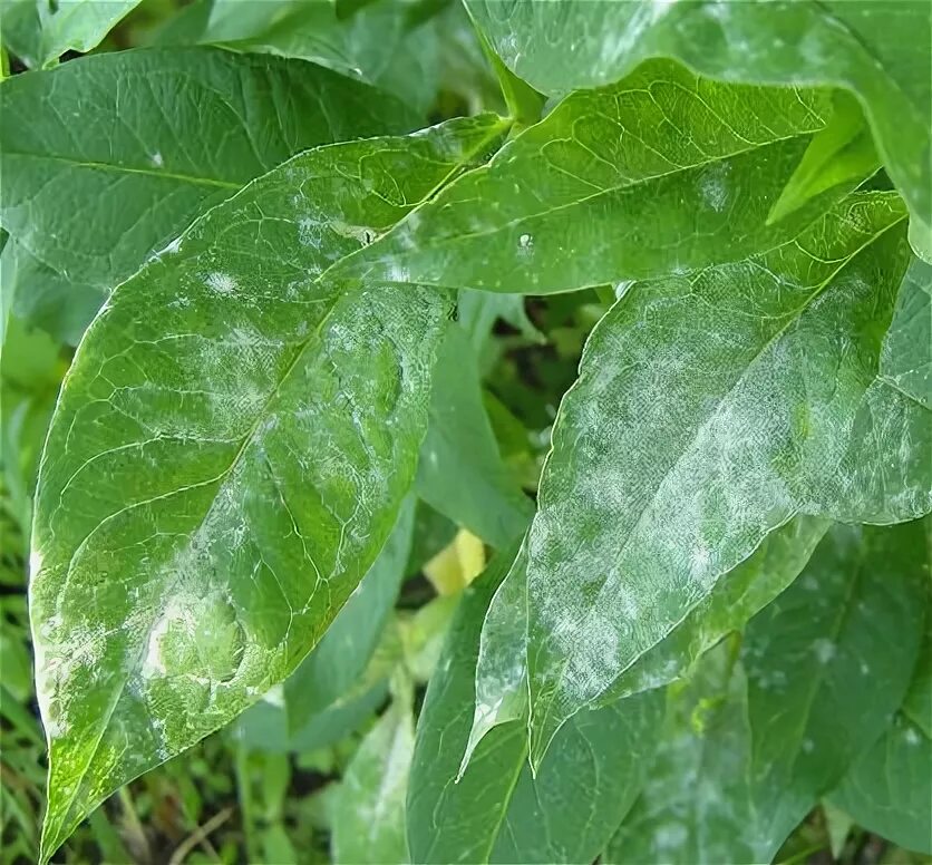 Мучнистая роса на перцах фото пероноспороз или ложная мучнистая роса сои (peronospora manshurica (naum.) syd.)