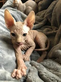 Картинки сфинкса кота