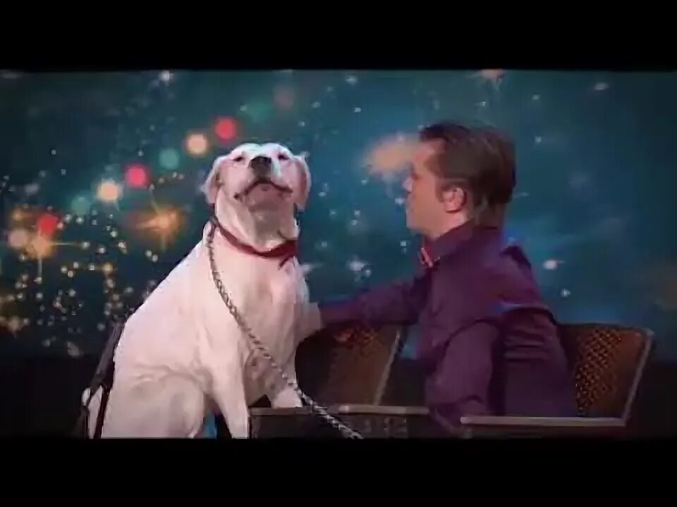 Собака и фортепиано. Собачка поет песенку. Видео собак поющих. Поющая собачка. Какие песни пел щенок в маске.