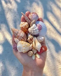 Покажи ракушки