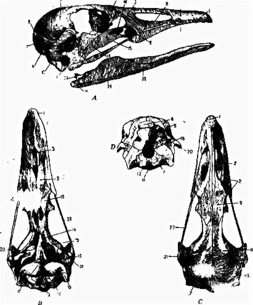 Череп птицы сбоку слезная кость. Хрящевой череп птиц. Строение черепа птиц сбоку анатомия. Череп птицы вид сбоку снизу и сверху.