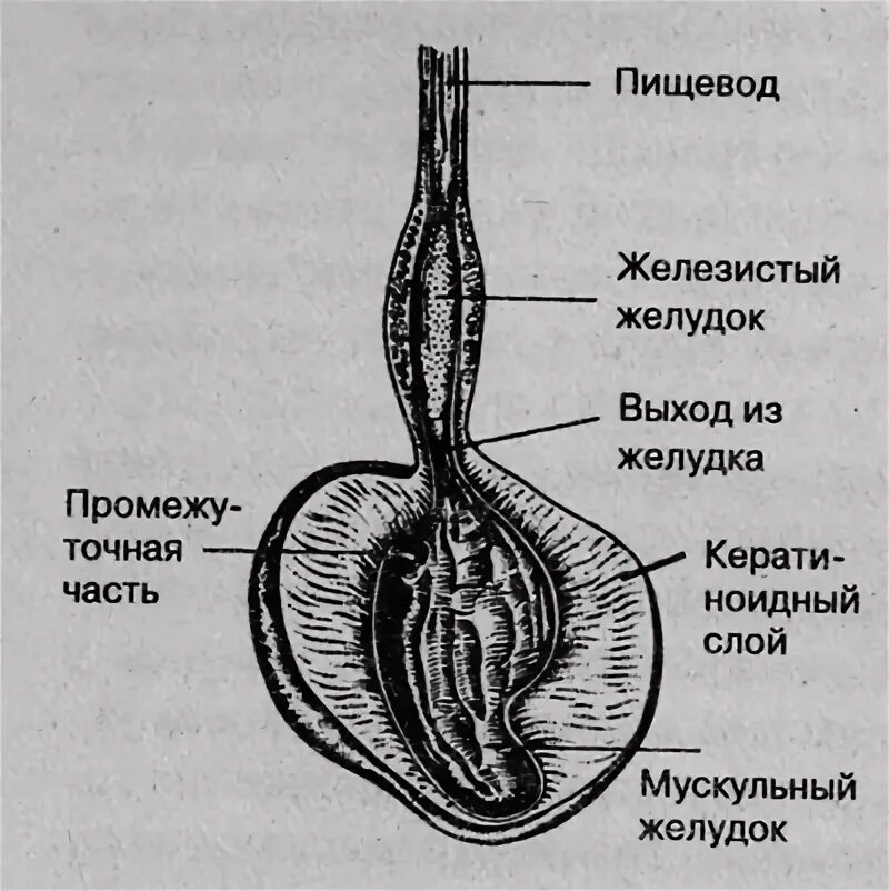 Железистый отдел желудка у птиц. Железистый желудок у птиц. Желудок курицы строение. Строение мускульного желудка курицы.