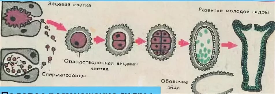 Промежуточные клетки