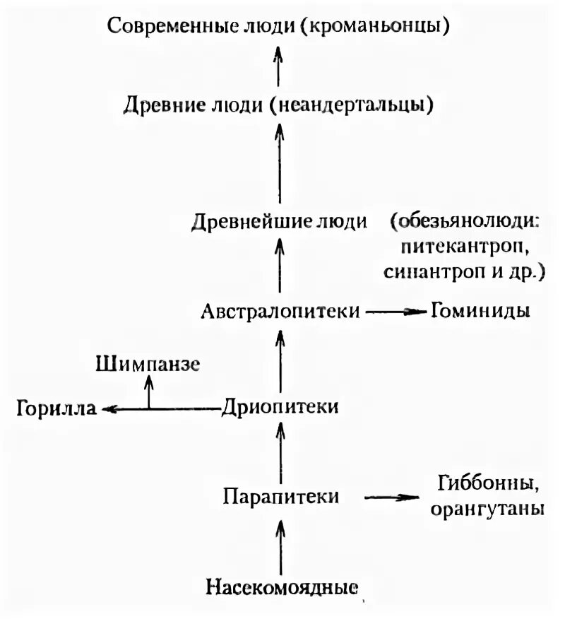 Первичная стадия развития. Схема этапы развития эволюции человека. Происхождение человека схема Антропогенез. Этапы антропогенеза схема. Схема последовательности основных этапов происхождения человека.