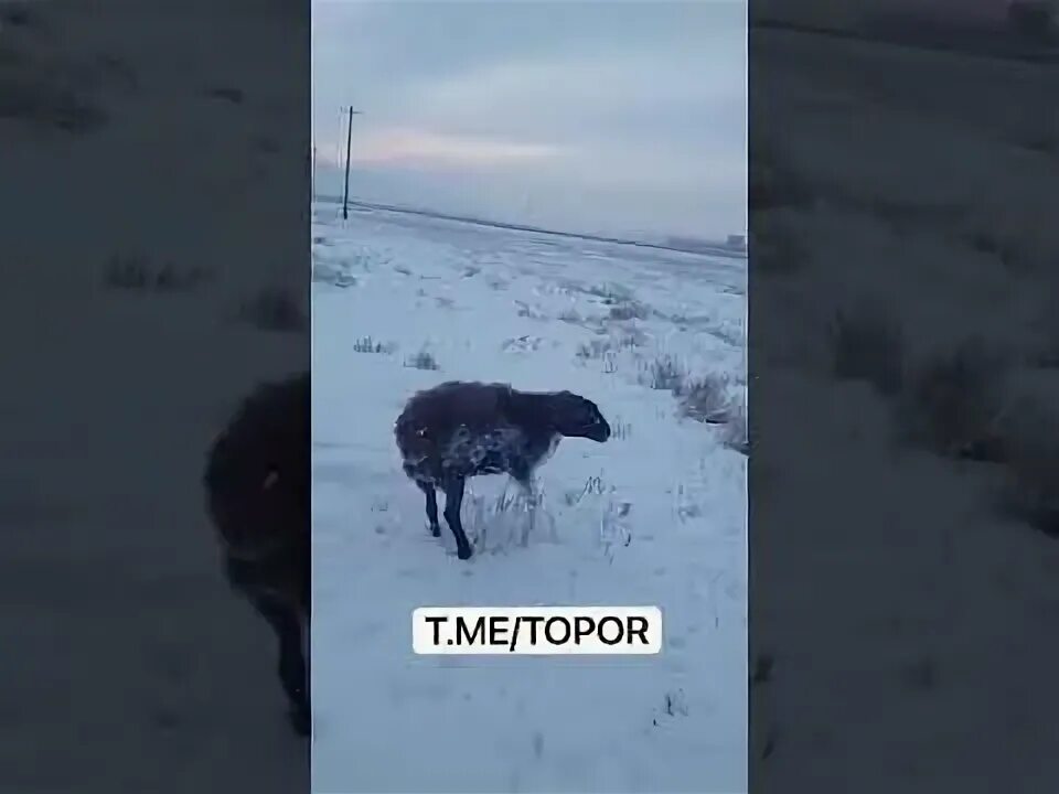 Стад оленей в якутии. Якутия 80 животные. Оленеводство в тундре россии. Северный олень с олененком. Якутия 80 животные.