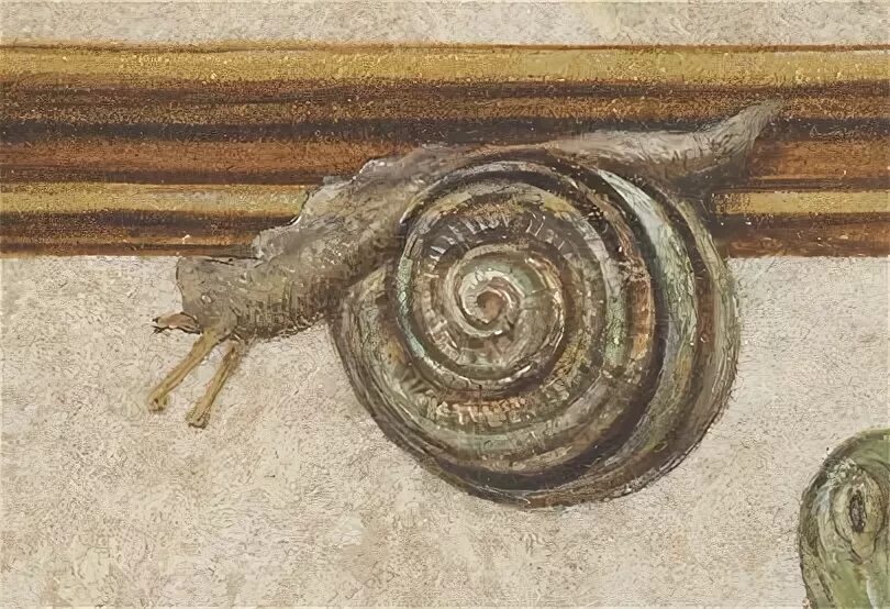 Долина аммонитов на карте. Didymoceras. Didymoceras. Жж amonit. Жж amonit.