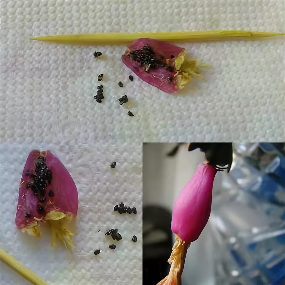 семена декабриста. плоды декабриста. семена декабриста в пакетиках. семена декабриста. шлюмбергера.