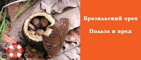 Бразильский орех вред