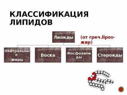 Какие клетки и ткани наиболее богаты липидами
