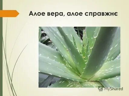 Алое тюмень