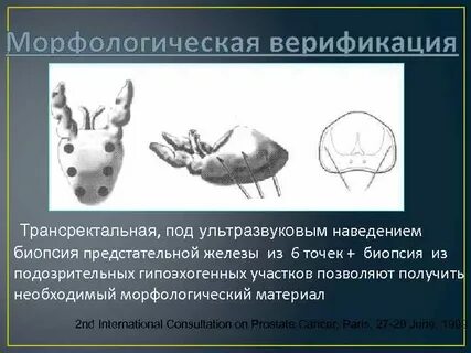 Морфологическая верификация это