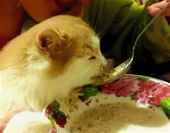 Можно давать гречку кошке