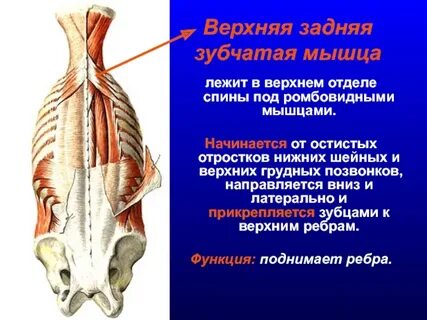 Задняя зубчатая