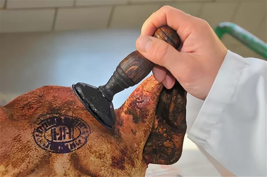 клеймо говядины 1 категории. клеймо на тушах. ветсанэкспертиза туш говядины. овальное ветеринарное клеймо. клеймо для клеймения мяса.