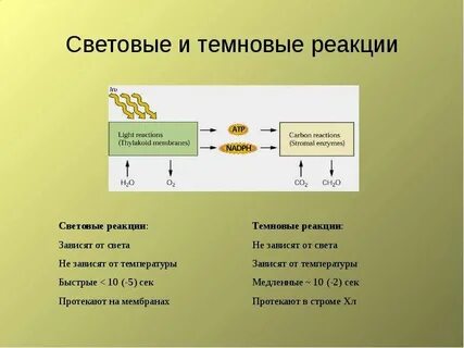 Световые реакции