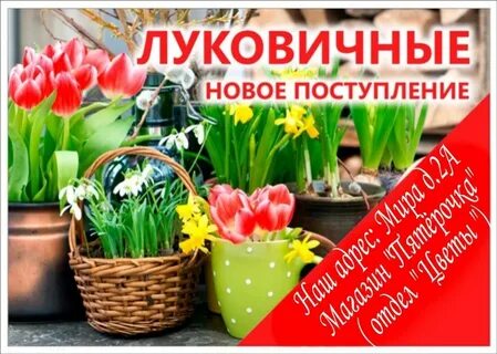 Луковичные цветы магазин