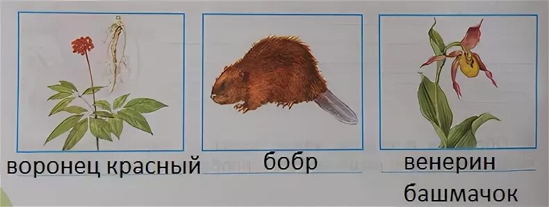 Нарисуй или наклей иллюстрации подпиши их