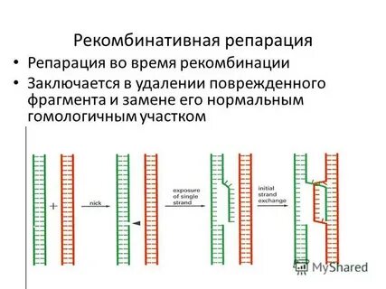Репарация границ