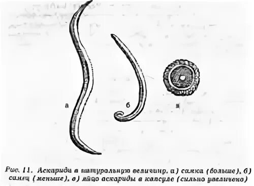 Личинка аскариды развивается в воде. Личинка аскариды в легких.