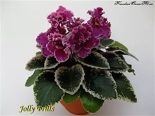 Jolly frills фиалка