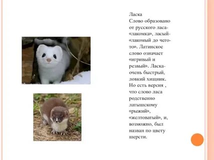 Омоним к слову ласка