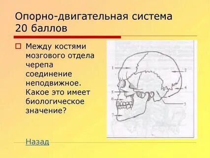 Каким способом соединены кости мозгового черепа