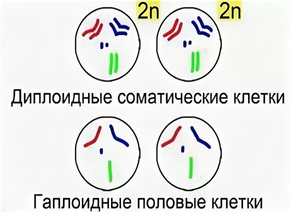 Гаплоидные и диплоидные клетки