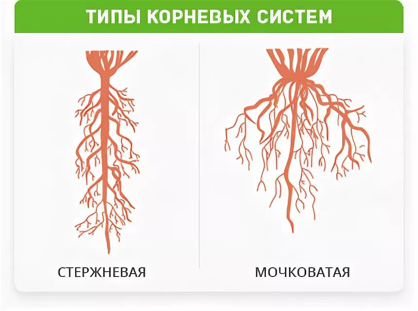 Стержневая корневая система состоит из. Типы корневых систем у растений. Схема мочковатой корневой системы. Типы корневой системы цветков. Пшеница мочковатая или стержневая.