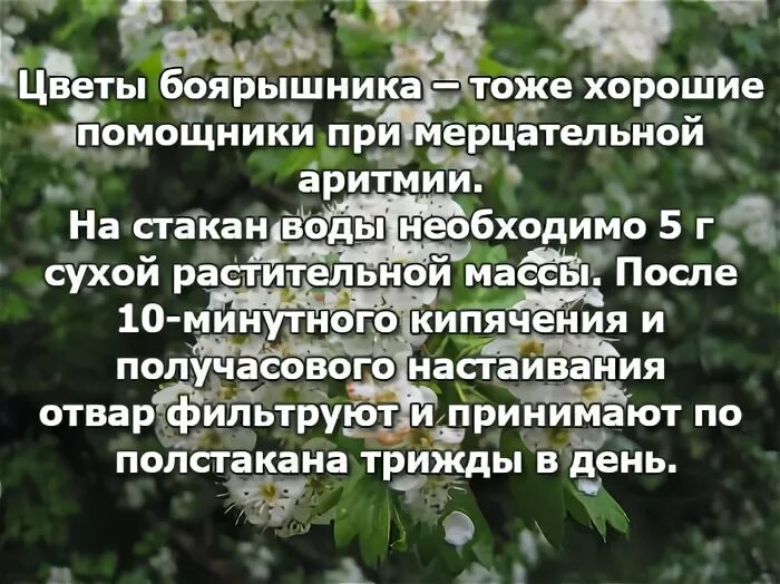 средство при мерцательной аритмии сердца. мерцательная народные средства. препараты при мерцательнойаритсии. мерцательная народные средства. народные средства при мерцательной аритмии сердца.