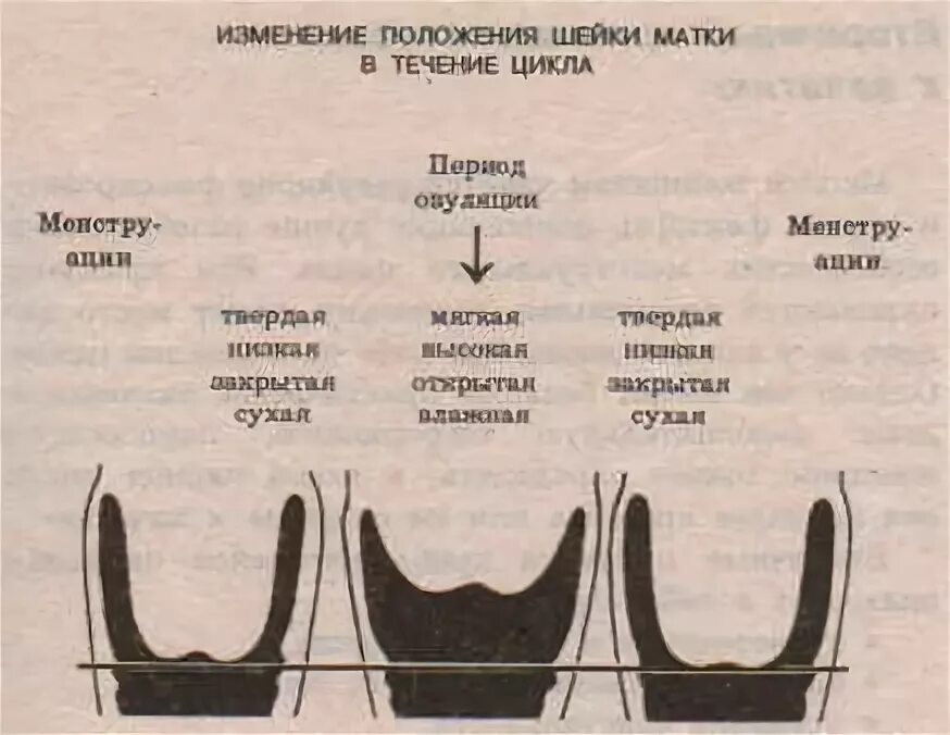 Почему пульсирует матка. Положение шейки матки. Шейка матки перед месячными на ощупь. Матка перед месячными.