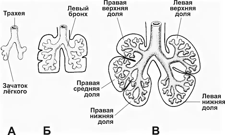 Стадии развития легких. Пороки развития легких схема. Источник развития легких. Дистальные отделы легких. Легкие человека строение фото с названиями и описанием.