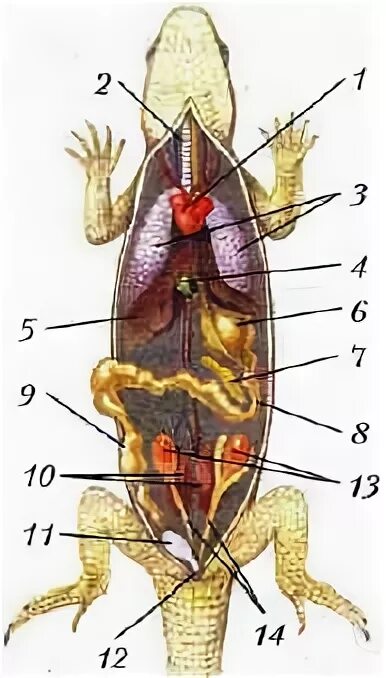 Внутренние органы рептилий. Пищеварительная система прыткой ящерицы. Системы ящерицы пищеварительная система. Пищеварительная система пресмыкающихся. Строение пищеварительной системы ящерицы.