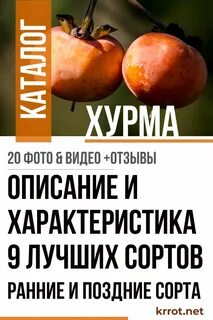Хурма характеристика и описание сорта