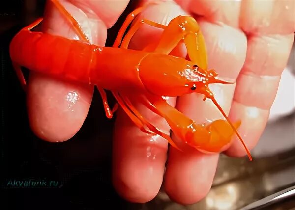 Абрикосовые раки. Astacus astacus. Cherax. Речные рачки. Rak.