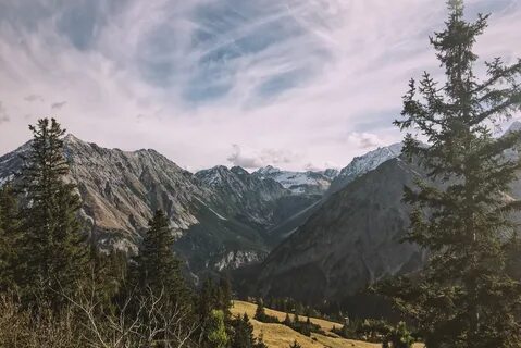 Пика хвоя