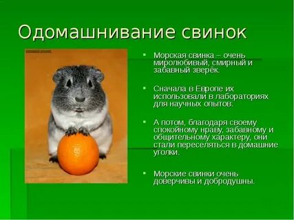 Исследование морских свинок