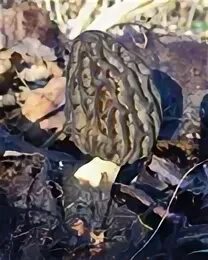 Видео про сморчков