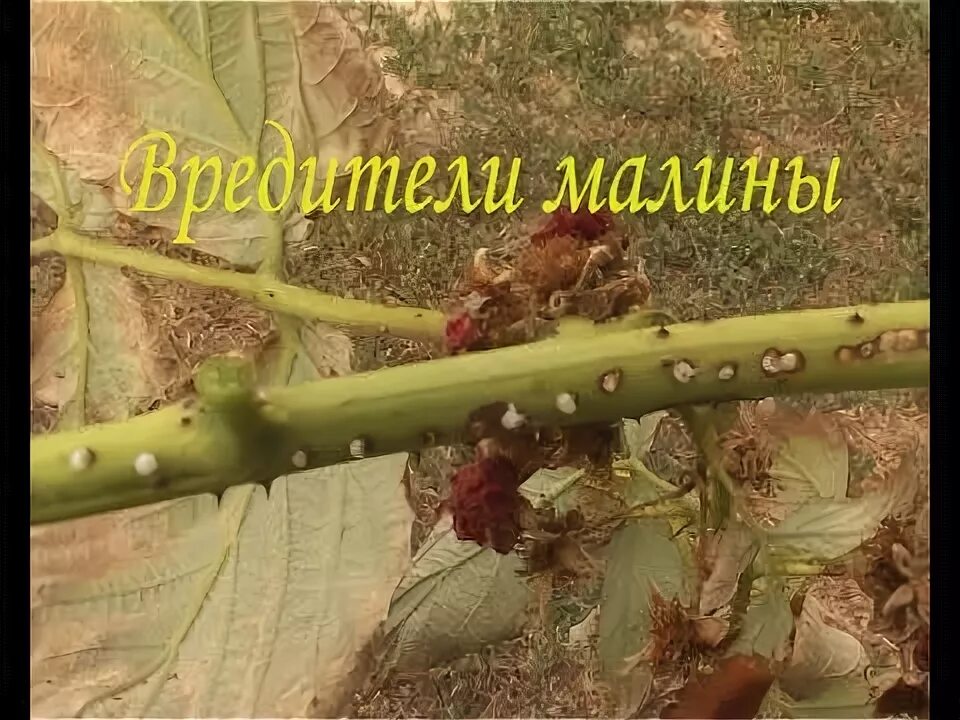 Израстание малины ВЕДЬМИНА метла. Болезни малины израстание. Препараты от вредителей малины. Крылатые вредители малины. Адская смесь против болезней вредителей