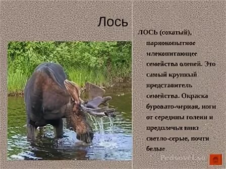 Текст описание лося. Интересная информация о лосе. Текст описание лося. Лосиха и лосенок изложение. Лось фото и описание.